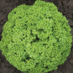 Sałata Biondonna 5000 nasion Primed Pellets ST